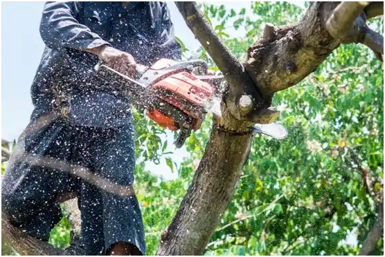 tree services Wausaukee